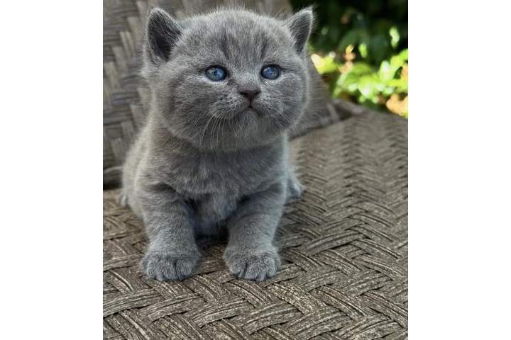 $310 : British shorthair available image 2