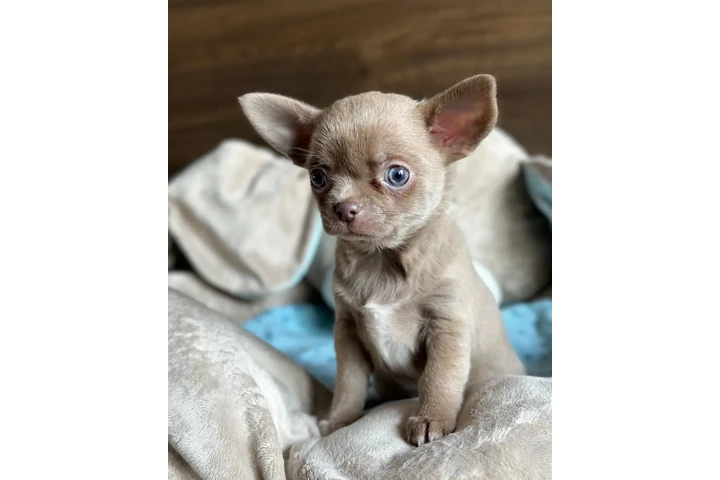 $400 : Chihuahua puppies image 3