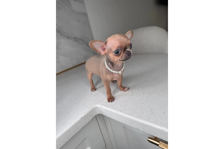 $300 : Teacup Chihuahua puppies image 2