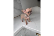$300 : Teacup Chihuahua puppies thumbnail