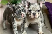 $250 : Pretty French bulldog thumbnail