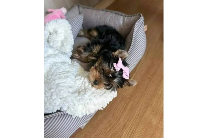 $350 : Yorkshire terrier taza de té image 1