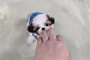 $350 : Shihtzu thumbnail