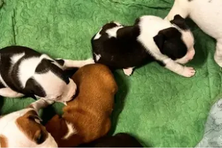 $150 : American staffordshire terrier image 4