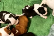 $150 : American staffordshire terrier thumbnail