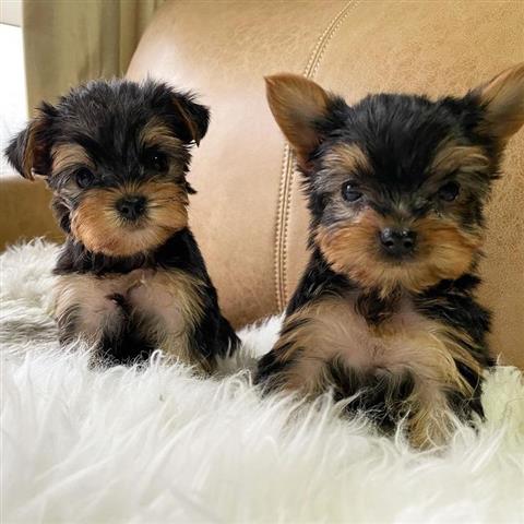 $600 : Cachorros yorkie image 1