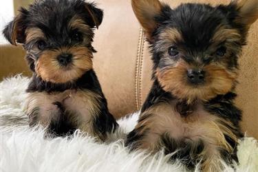 Cachorros yorkie en Los Angeles