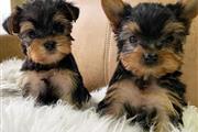 Cachorros yorkie en Los Angeles