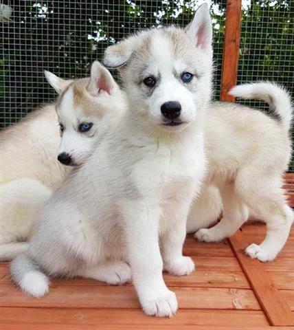 $350 : Cachorros de husky siberiano image 1