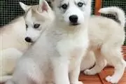 Cachorros de husky siberiano en Wichita