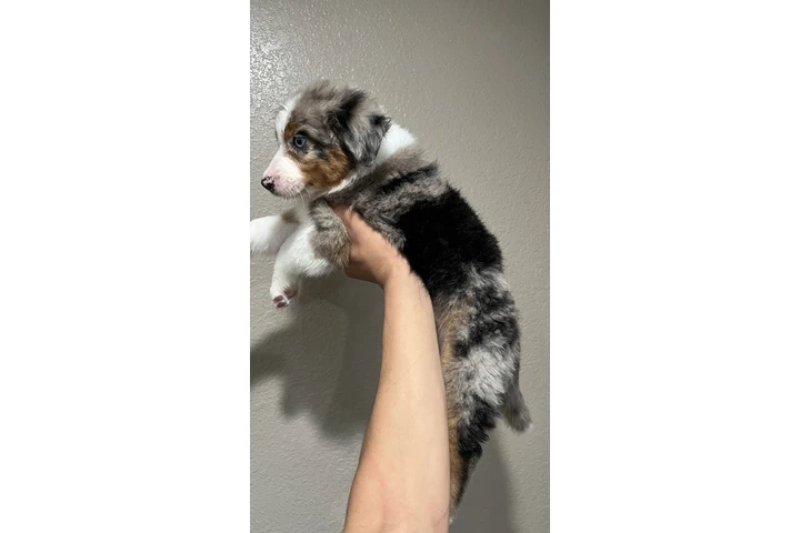 $800 : Australian Shepard 9 weeks image 3