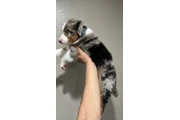 $800 : Australian Shepard 9 weeks thumbnail