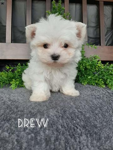 $450 : MALTESE PUPPIES AVAILABLE image 2