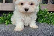 $450 : MALTESE PUPPIES AVAILABLE thumbnail