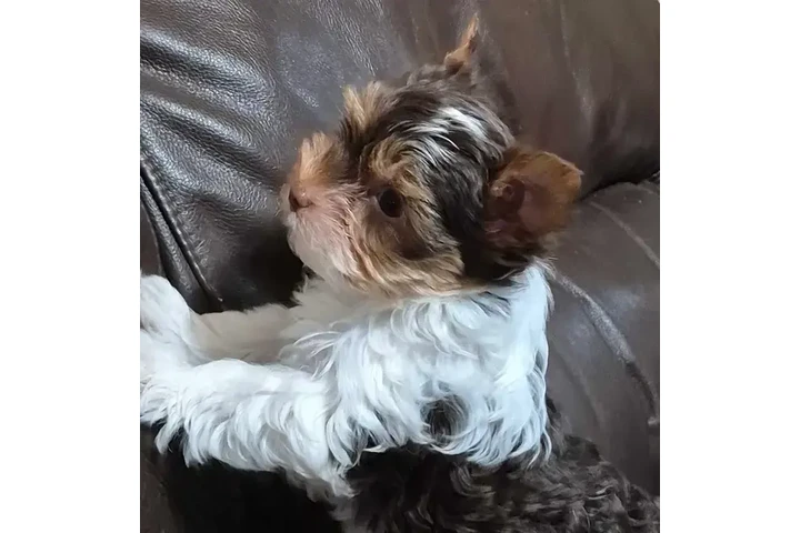 $1200 : Female chocolate biewer Yorkie image 5