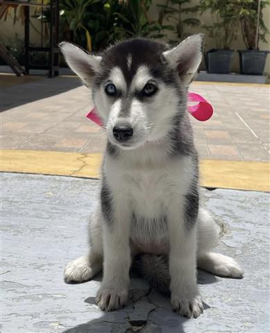 $300 : Husky siberiano disponible image 1