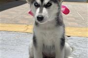 Husky siberiano disponible en Fort Worth