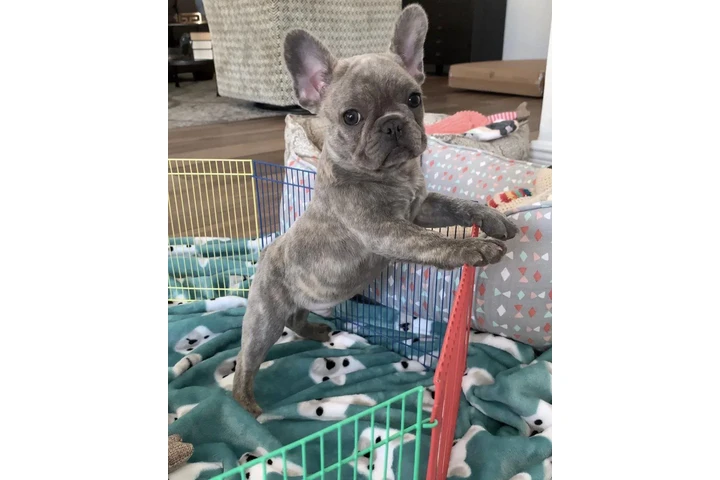 $300 : French bulldog and pomeranian image 4