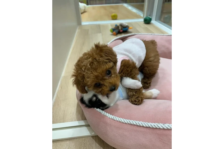 $350 : Cachorros adorables en venta image 1