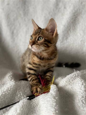 $290 : Samsung kittens image 3