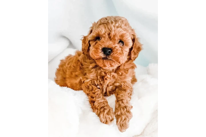 $600 : POODLE'S VAN image 3
