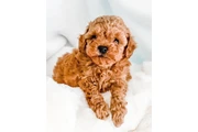 $600 : POODLE'S VAN thumbnail