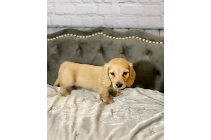 $650 : Dachshund puppy for sale image 3