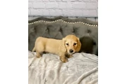 $650 : Dachshund puppy for sale thumbnail