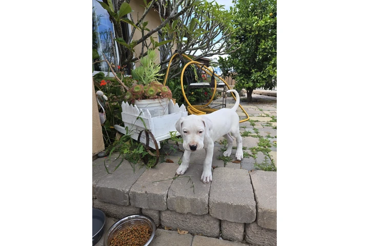$1200 : DOGO ARGENTINO image 2