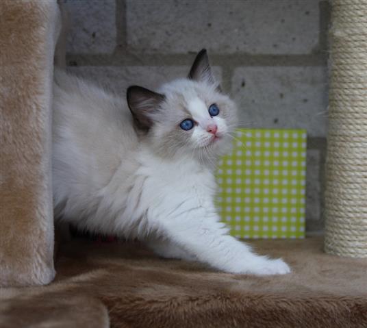 $350 : Finn ragdoll kitten image 2