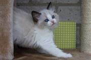 $350 : Finn ragdoll kitten thumbnail