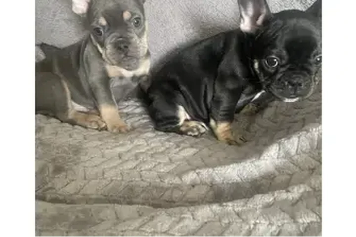 $1100 : FRENCH BULL DOG PUPPIES 8 wks image 3