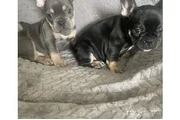 $1100 : FRENCH BULL DOG PUPPIES 8 wks thumbnail