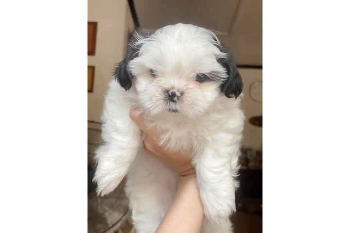 $350 : Cachorros Shihtzu en venta image 2