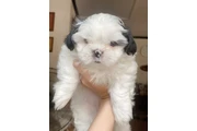 $350 : Cachorros Shihtzu en venta thumbnail