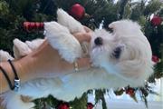 $466 : cute maltese puppies. thumbnail
