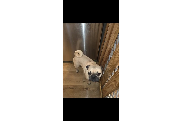 $200 : Pug image 3