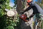 OAK TREE SERVICE en Atlanta