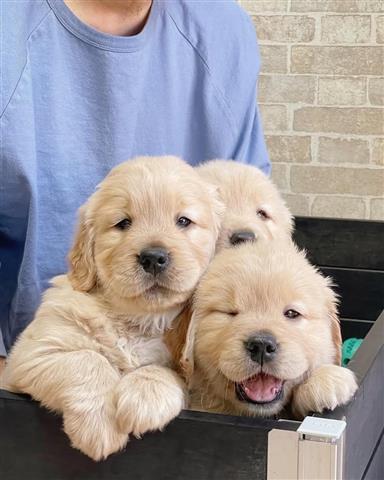 Cachorros Golden Retriever image 3