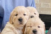 Cachorros Golden Retriever thumbnail