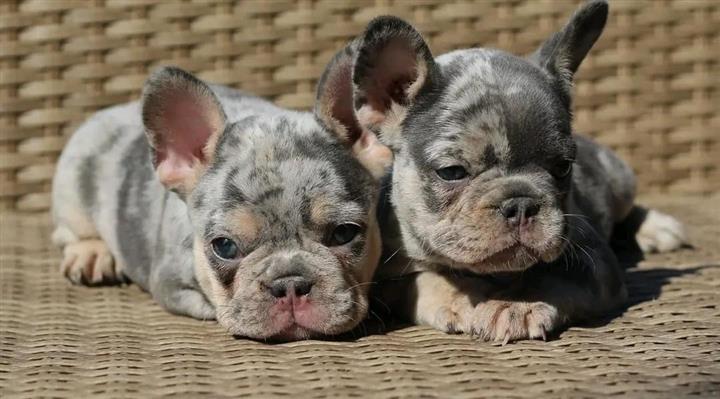 $500 : Pretty French bulldog image 4