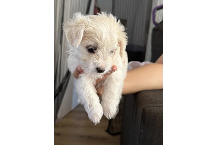$500 : Maltipoo image 2