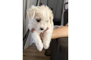 $500 : Maltipoo thumbnail