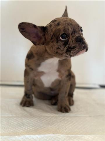 $1800 : Bulldog Francés Merle image 4