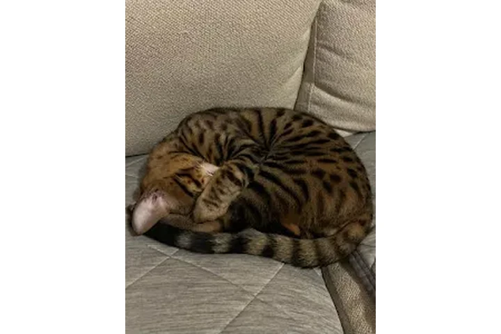 $10 : Gatitos raza savanna 🐱 image 3