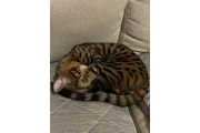 $10 : Gatitos raza savanna 🐱 thumbnail