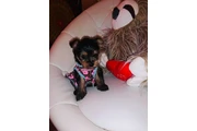 Yorkie puppies free en Boston