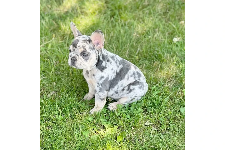 $300 : Pomeranian puppies and French image 5