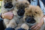 $600 : Chow Chow en adopción thumbnail