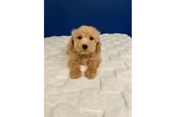 $950 : Bichon Poo Puppies image 5